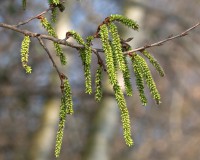ASPEN (Pioppo Tremulo)